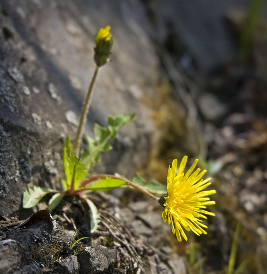 Изображение особи род Taraxacum.