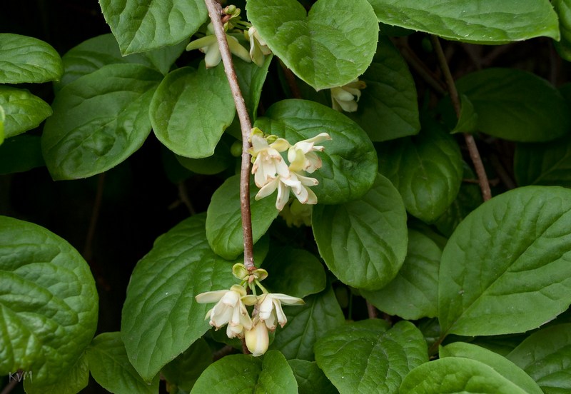 Изображение особи Schisandra chinensis.