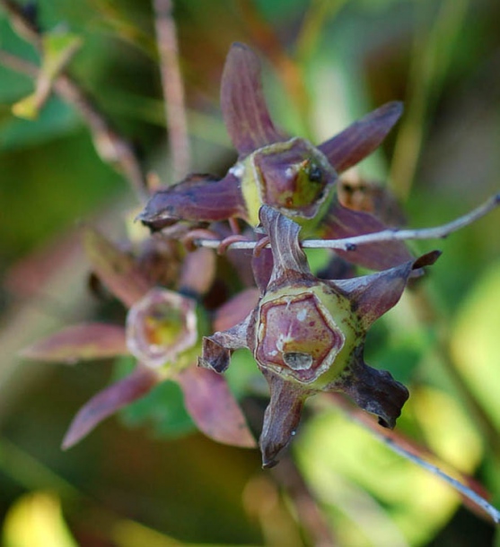 Image of Codonopsis lanceolata specimen.