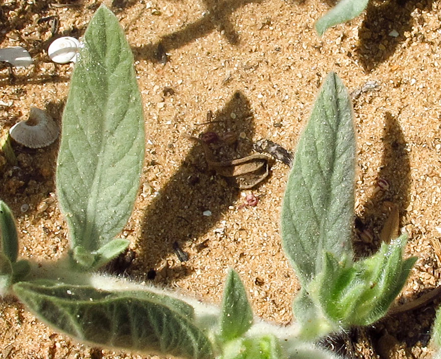 Image of Convolvulus secundus specimen.