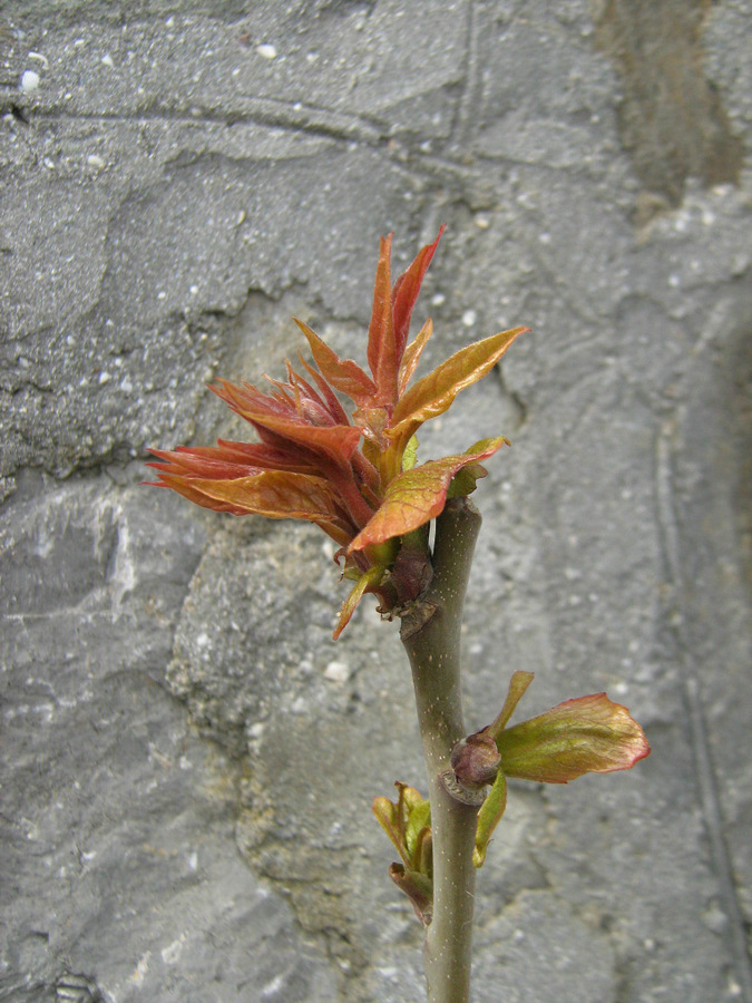 Изображение особи Ailanthus altissima.