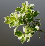 Euonymus fortunei. Часть ветви. Германия, г. Кемпен, в культуре. 29.04.2012.