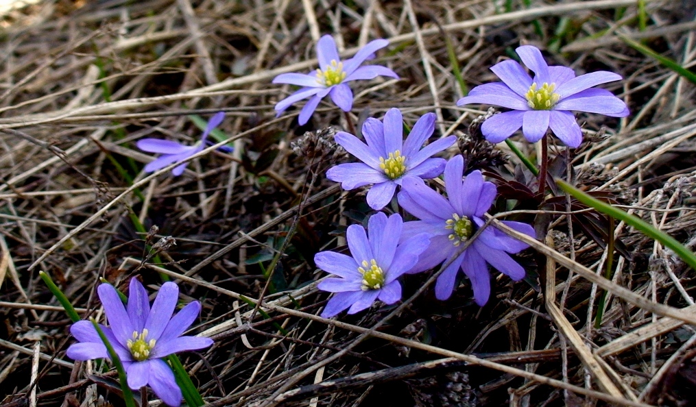 Изображение особи Anemone caucasica.