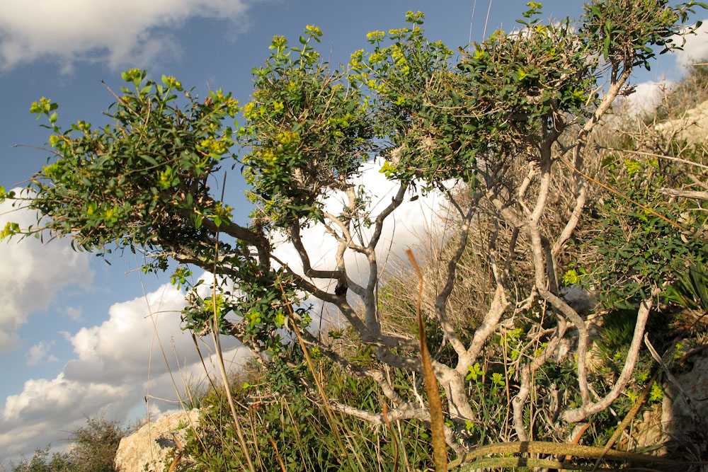 Image of Euphorbia hierosolymitana specimen.