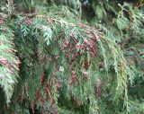 Chamaecyparis lawsoniana. Ветви со стробилами. Южный берег Крыма, Никитский ботанический сад. 3 апреля 2012 г.