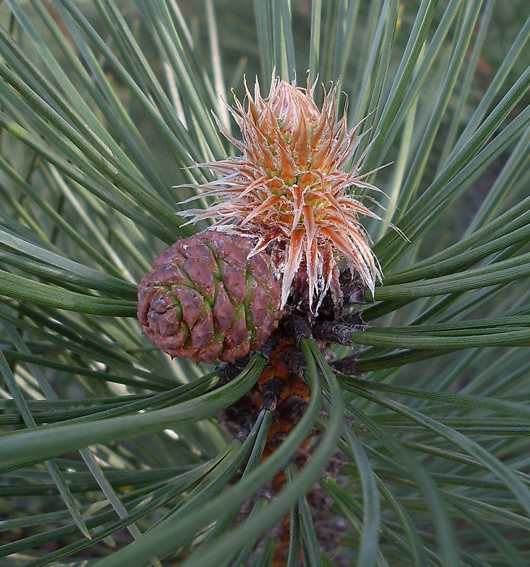 Изображение особи Pinus pallasiana.