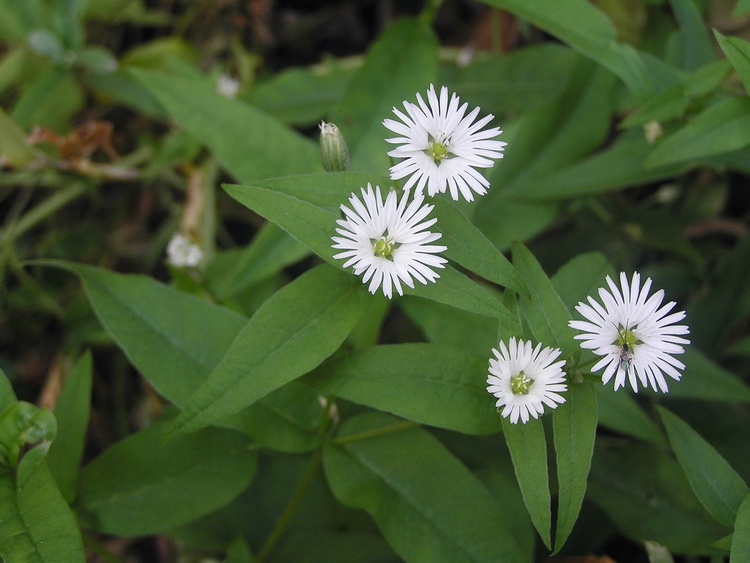 Image of Fimbripetalum radians specimen.