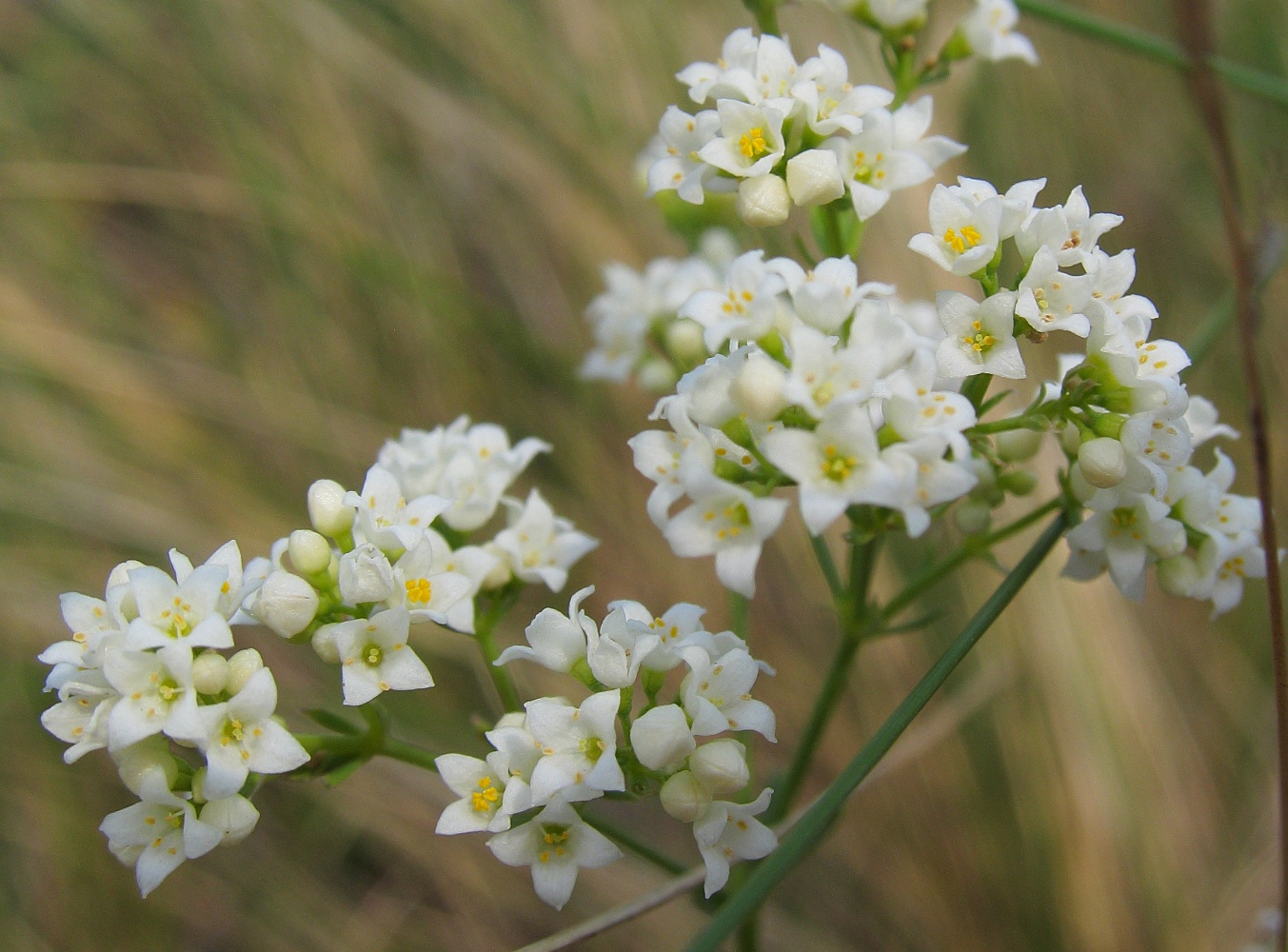 Image of Galium hexanarium specimen.