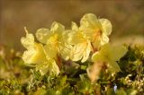 Rhododendron aureum