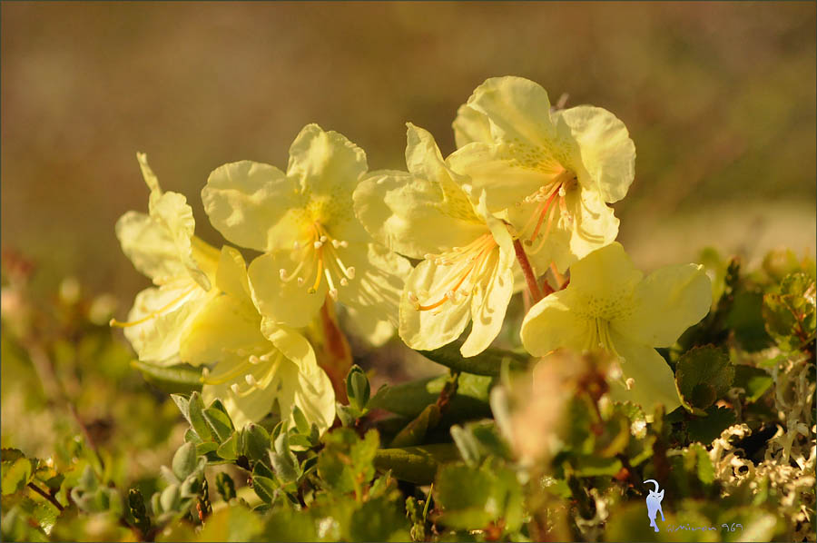 Изображение особи Rhododendron aureum.