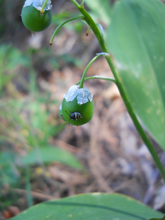 Изображение особи Convallaria majalis.