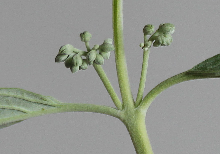Image of Caryopteris × clandonensis specimen.