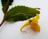 Image of taxon representative. Author is Андрей Комраков