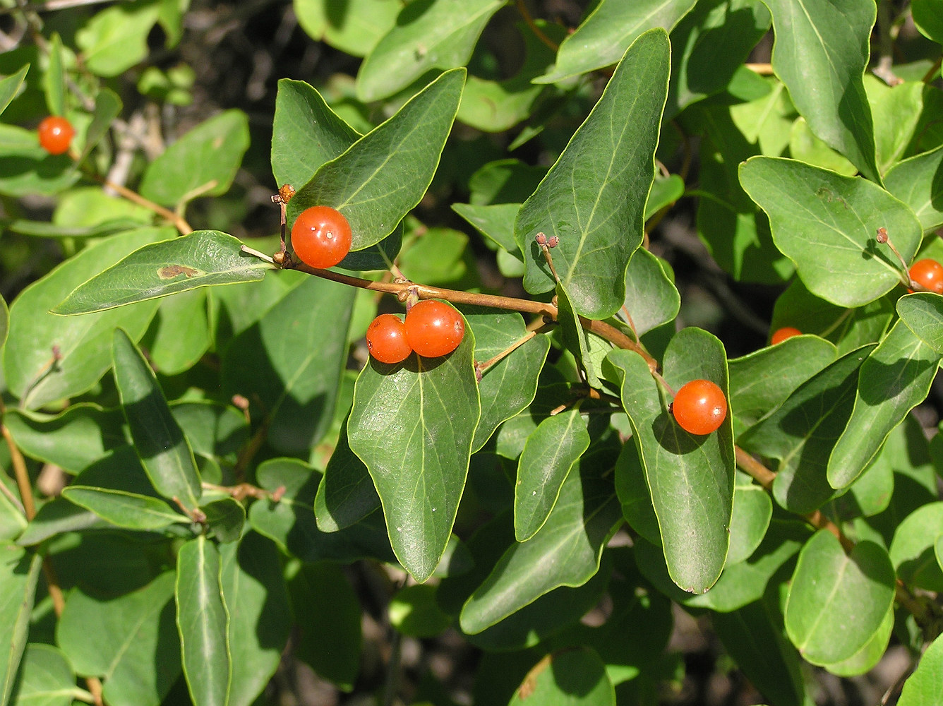 Изображение особи Lonicera tatarica.