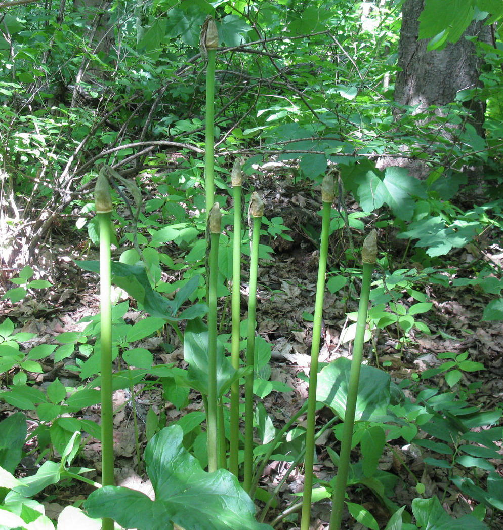 Image of Arum rupicola specimen.