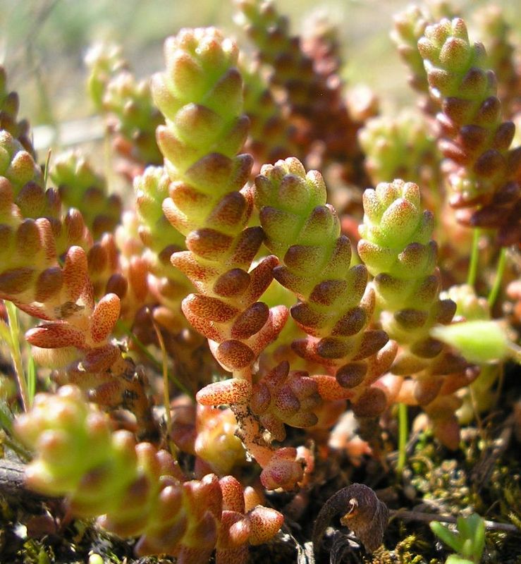 Изображение особи Sedum acre.