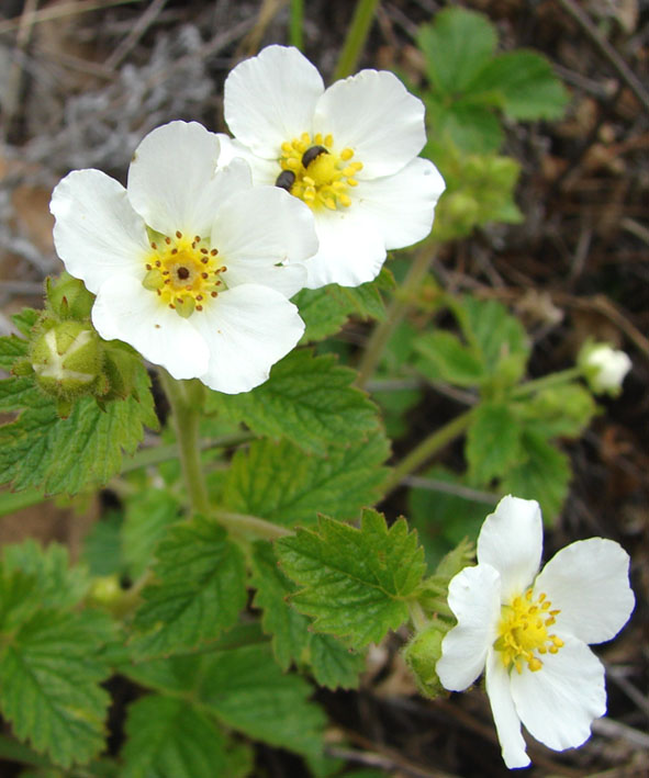 Image of Potentilla inquinans specimen.