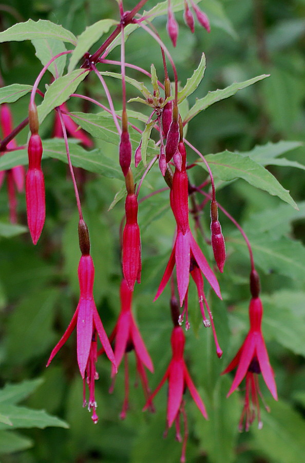 Изображение особи Fuchsia magellanica.