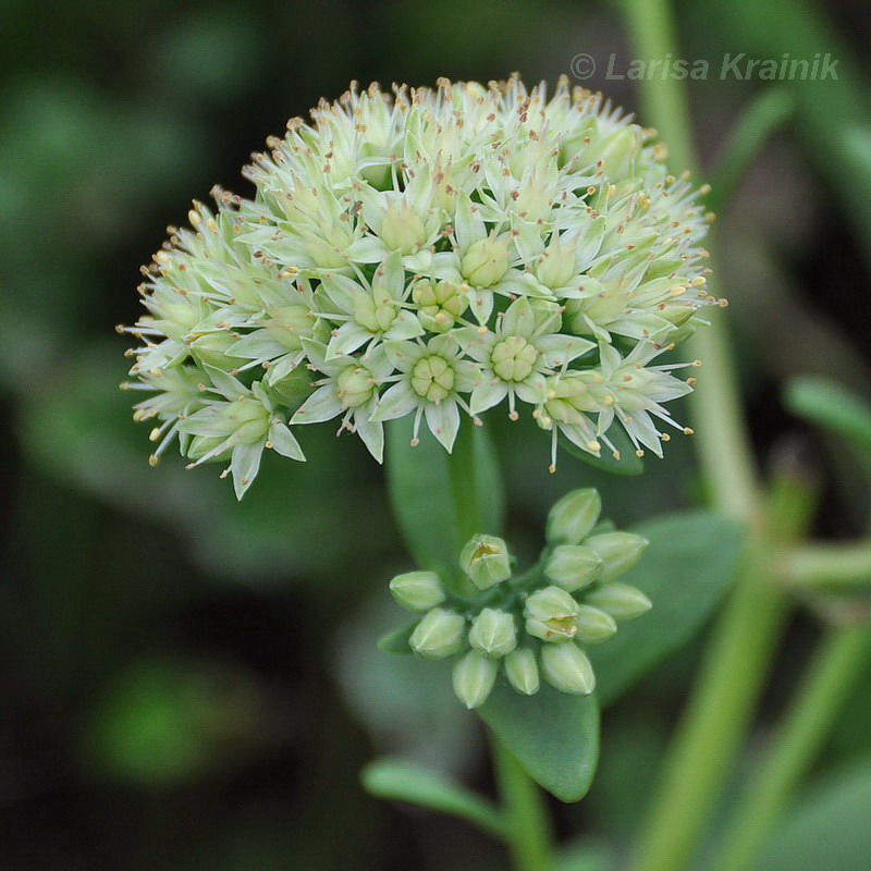 Изображение особи Hylotelephium pallescens.