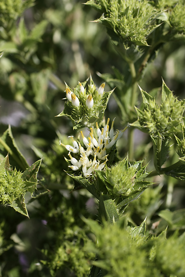 Изображение особи Cousinia triflora.
