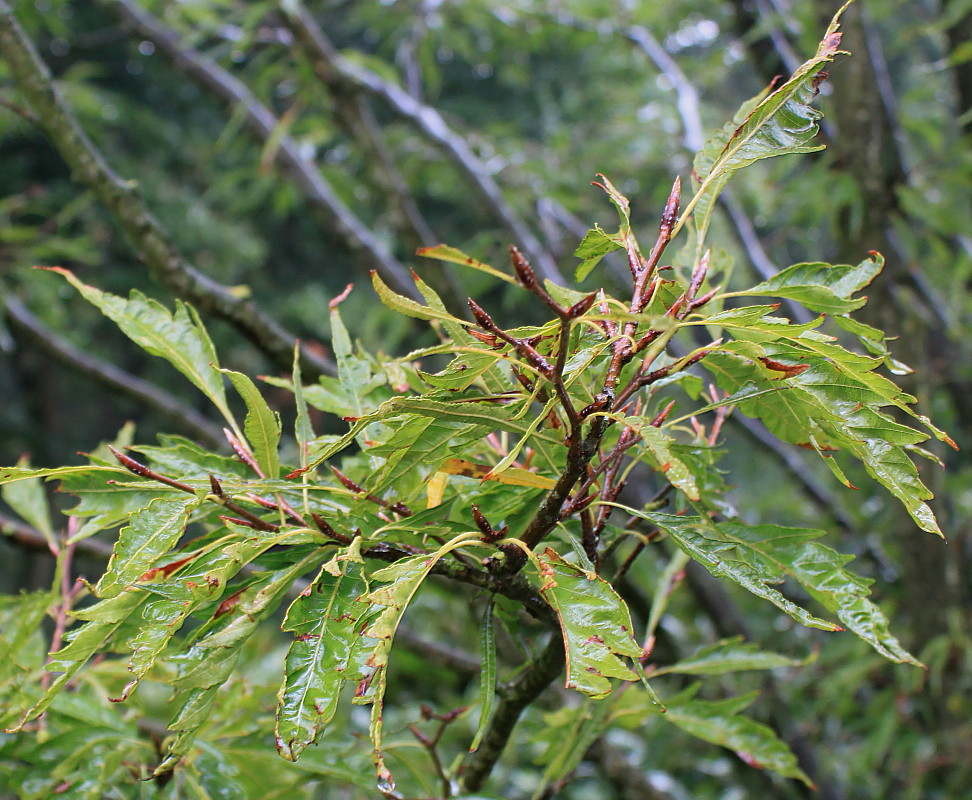 Image of Fagus sylvatica specimen.