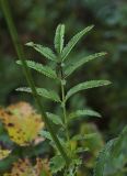 genus Sanguisorba
