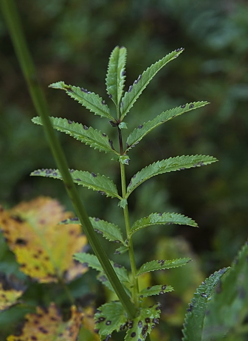 Изображение особи род Sanguisorba.