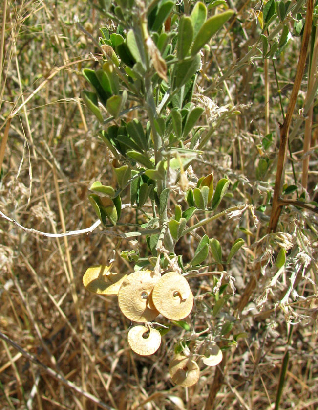 Image of Medicago arborea specimen.