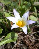 Romulea bulbocodium. Цветущее растение. Israel, Upper Galilee, Har Shezor. 07.02.2007.