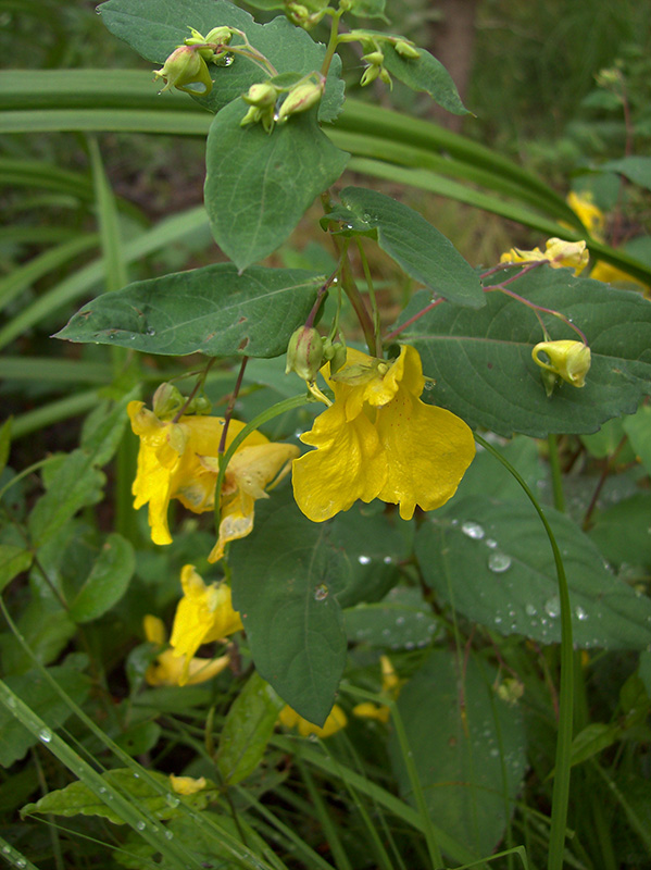 Image of Impatiens noli-tangere specimen.
