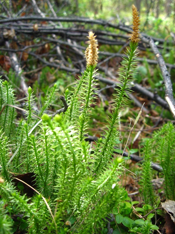 Изображение особи Lycopodium annotinum.