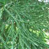 Sequoiadendron giganteum