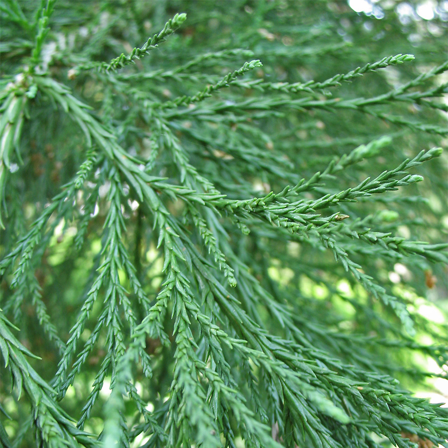 Image of Sequoiadendron giganteum specimen.