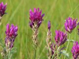 Astragalus borysthenicus. Соцветия. Украина, Донецкая обл., Першотравневый р-н, НПП \"Меотида\", Белосарайская коса. 05.06.2012.