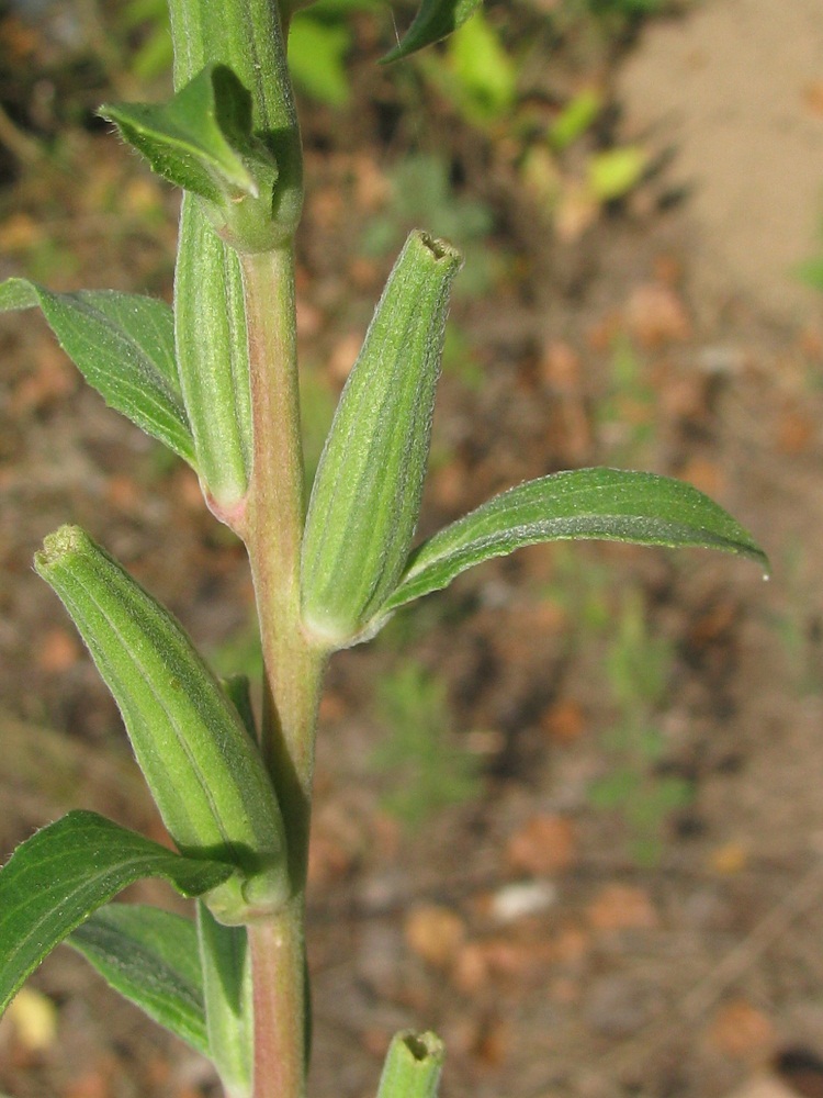 Изображение особи Oenothera villosa.