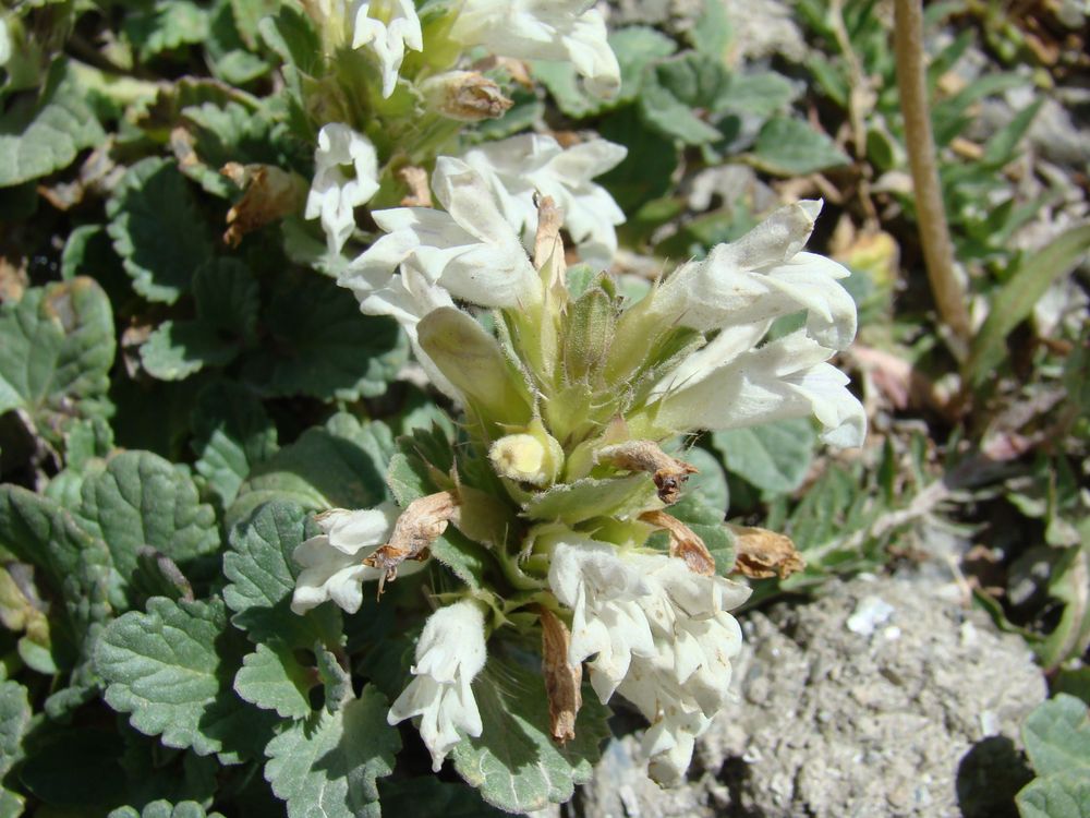 Image of Dracocephalum heterophyllum specimen.