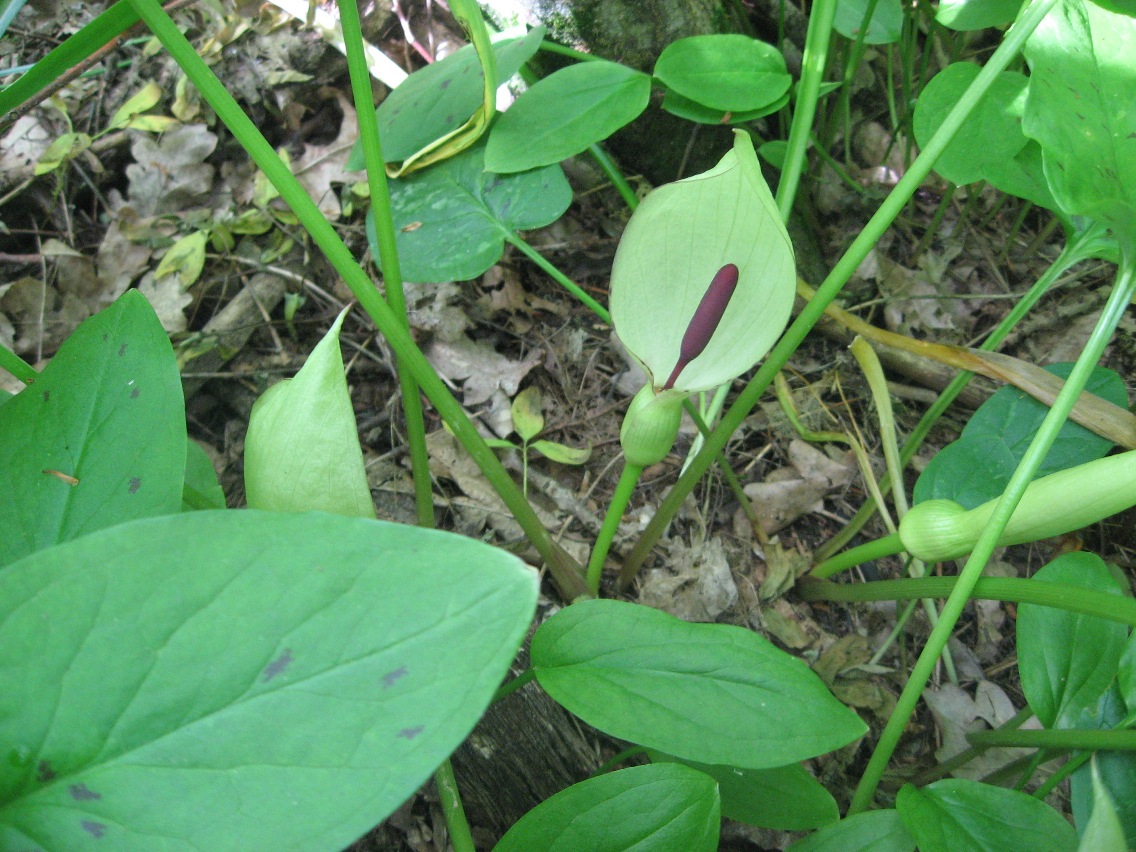 Image of Arum orientale specimen.