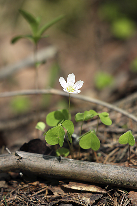 Изображение особи Oxalis acetosella.