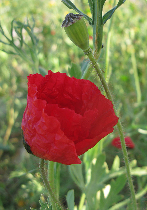 Изображение особи Papaver umbonatum.