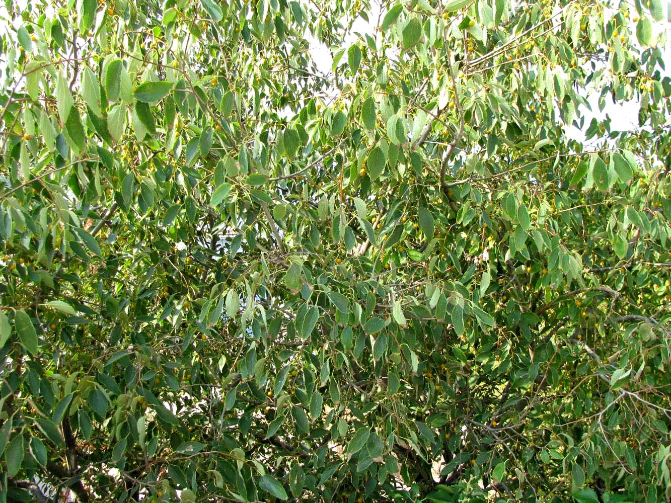 Изображение особи род Celtis.