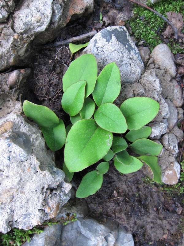 Image of Pyrrosia petiolosa specimen.