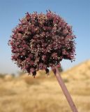 Allium truncatum. Соцветие. Израиль, г. Беэр-Шева, рудеральное местообитание. 04.05.2013.