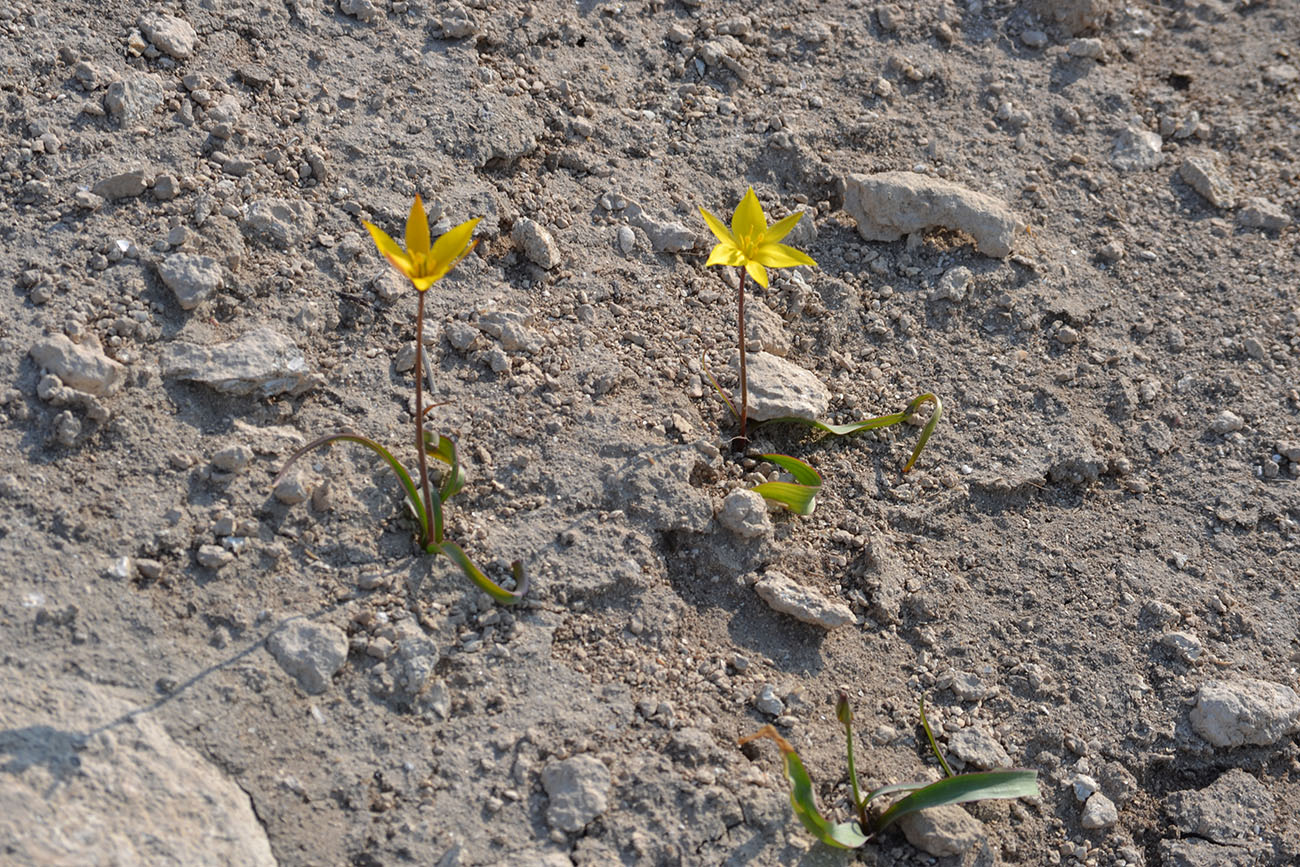 Изображение особи Tulipa scythica.