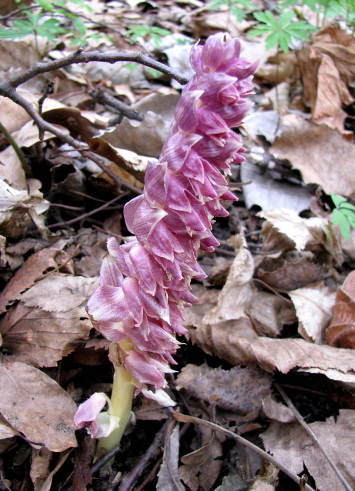 Image of Lathraea squamaria specimen.