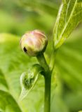 Calycanthus chinensis