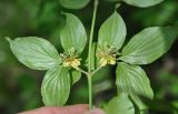 Cornus mas