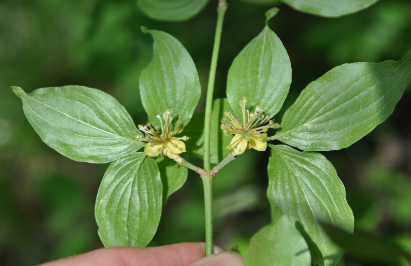 Image of Cornus mas specimen.