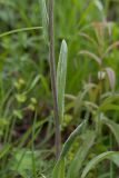 Tephroseris integrifolia