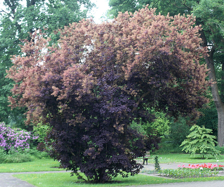 Image of Cotinus coggygria specimen.