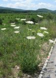 Daucus carota